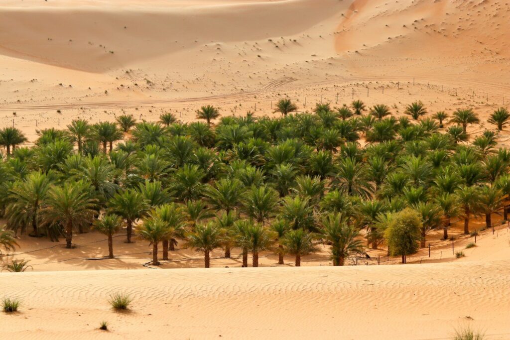 An oasis blooms amidst the desert sands.